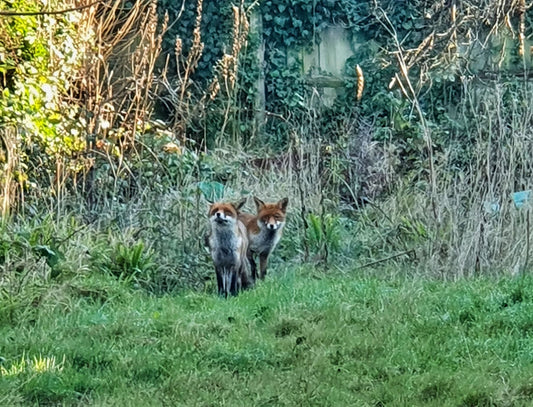 And foxes played