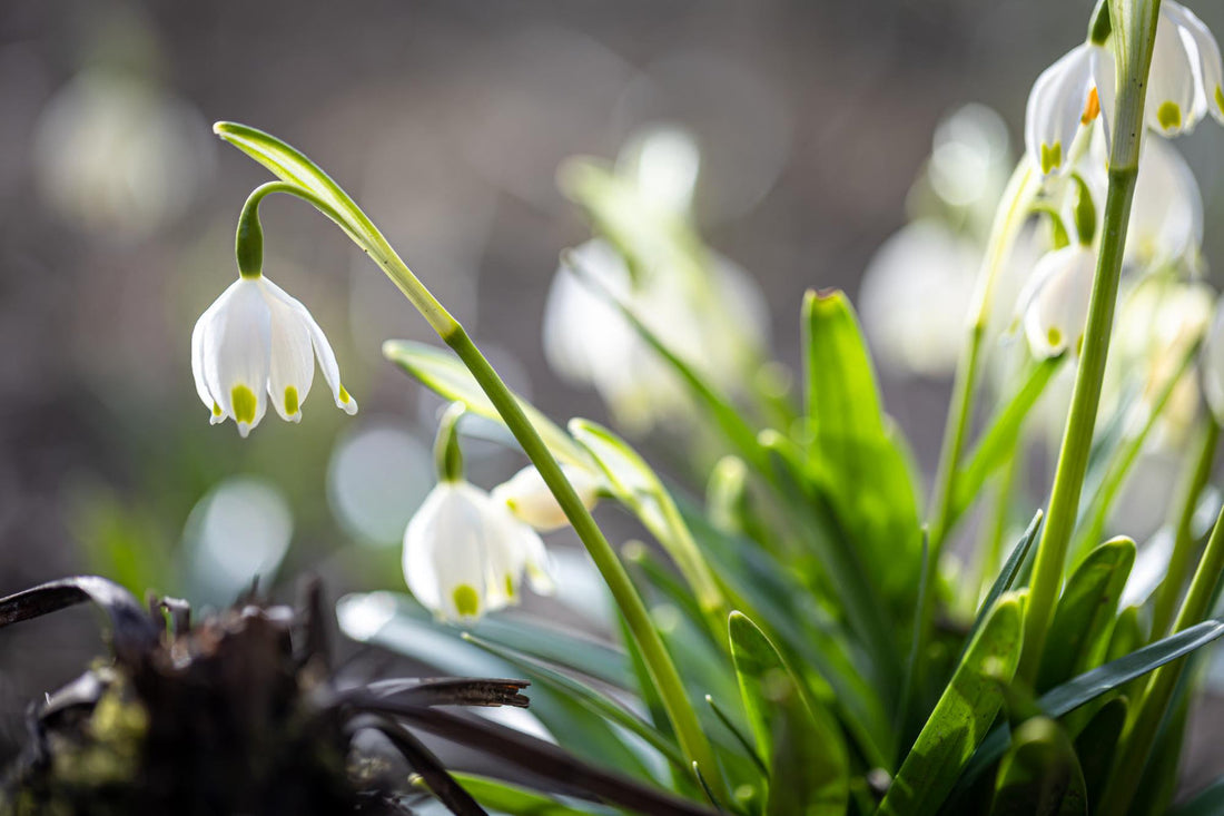They’d point at the snowdrops’ delicate white…