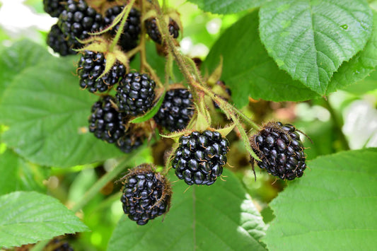 The grass grew long and brambles took hold...