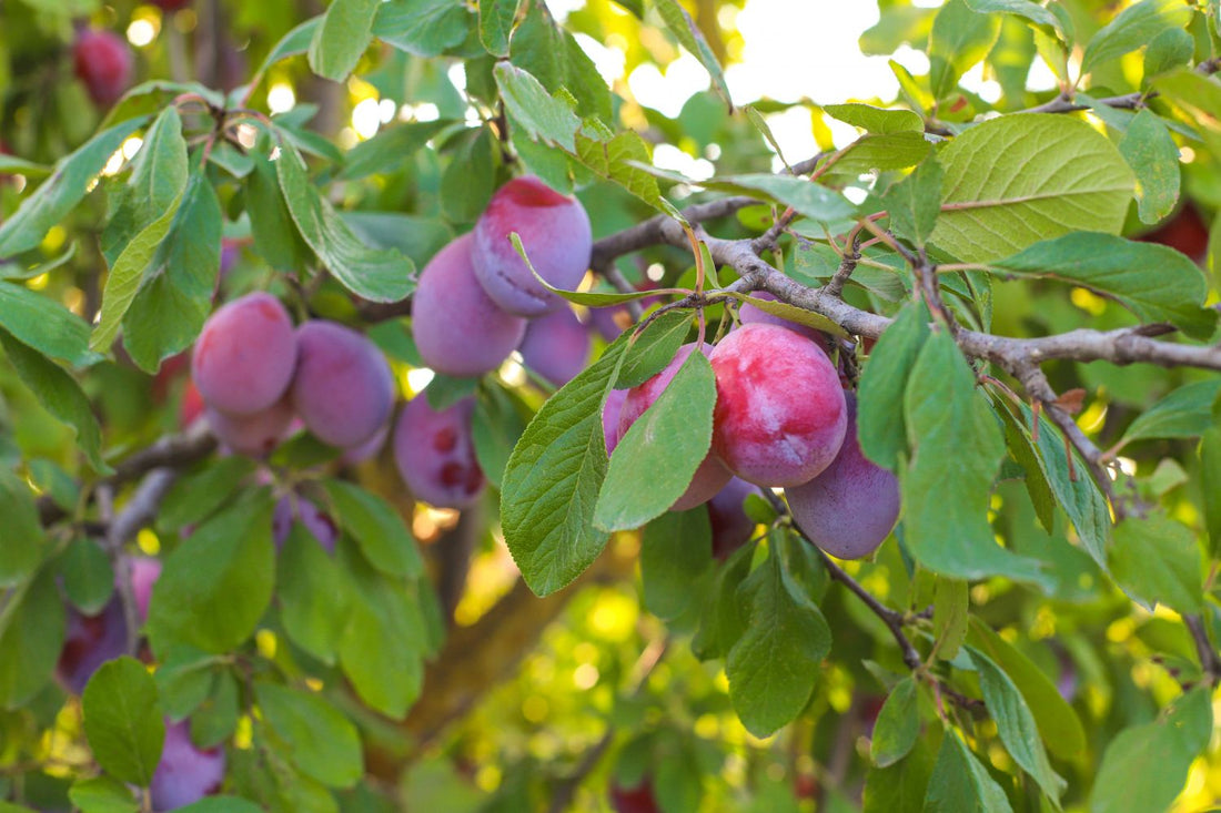 Plums ripened purple, apples turned red…