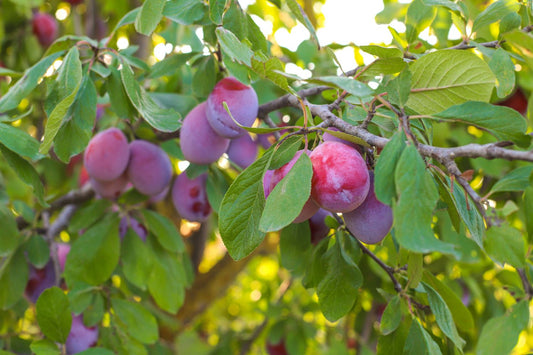 Plums ripened purple, apples turned red…