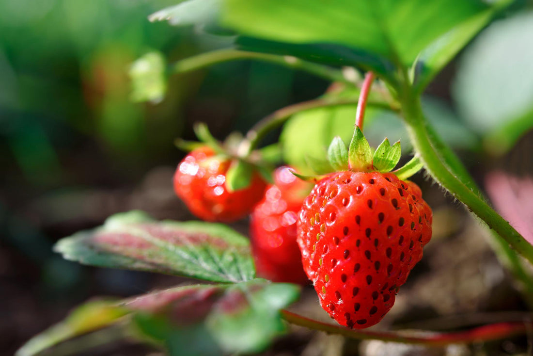 This was the garden where strawberries grew...