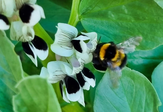 The buzz of the bee