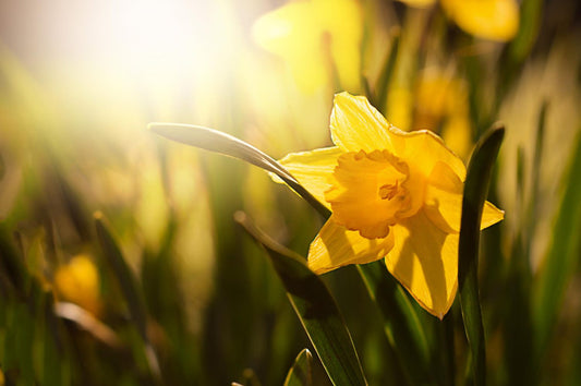 They'd smile at the daffodils, yellow and bright..