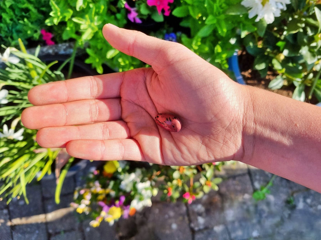 Runner beans climbed…